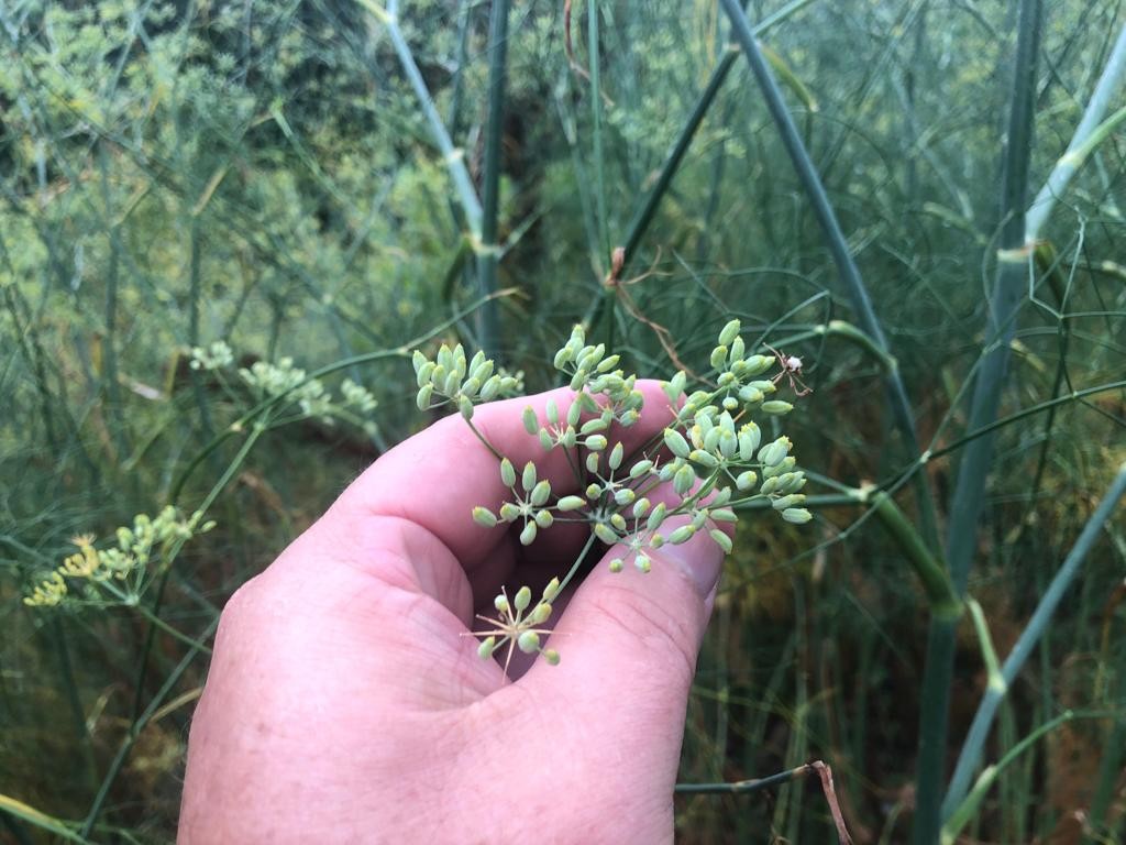 Funcho ou erva doce brasileira Foeniculum vulgare