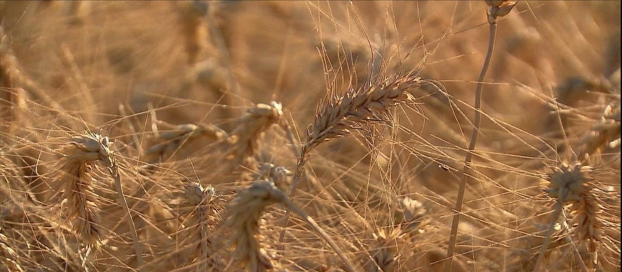Seca prejudica trigo e pastagem na lavoura