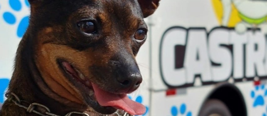 Prefeitura credencia clínicas para serviços veterinários