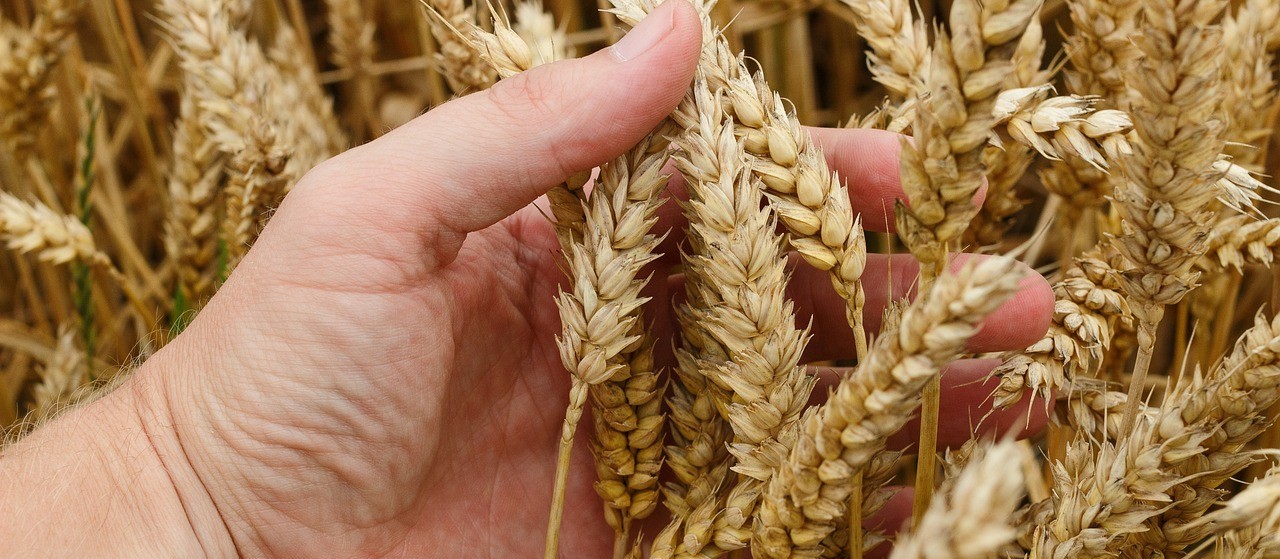 Engenheiro agrônomo: a importância da profissão 