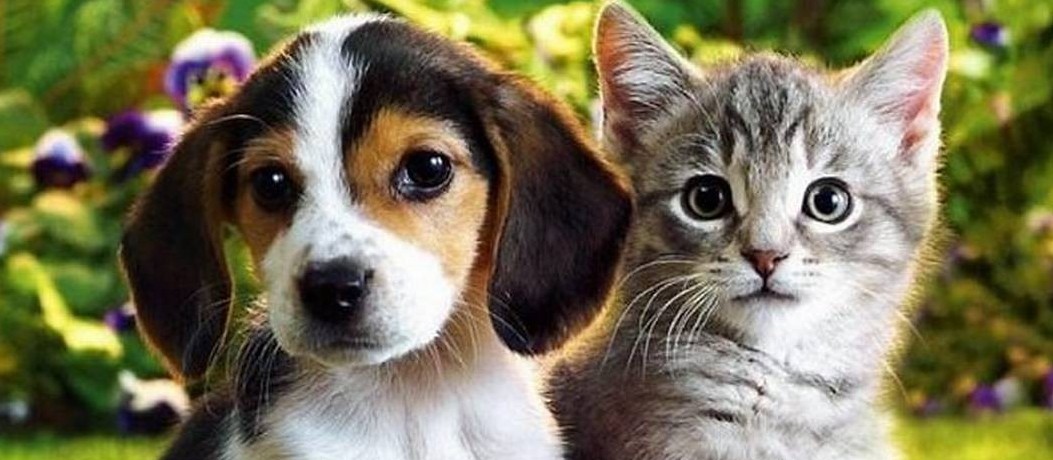Entidades que cuidam de animais recebem doação de alimentos
