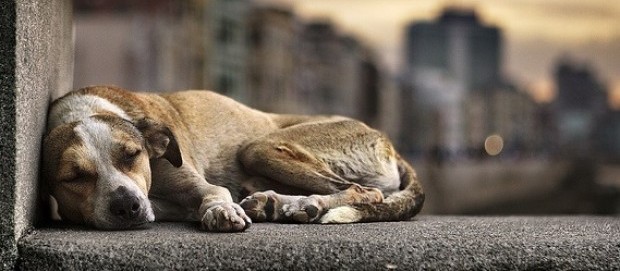Maus-tratos a animais: denunciar a quem?