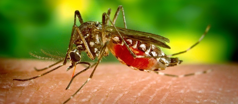 Estudantes usam tecnologia no combate ao mosquito da dengue