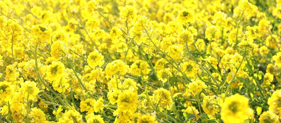 Dia de campo focará na extração de óleos e culturas de inverno