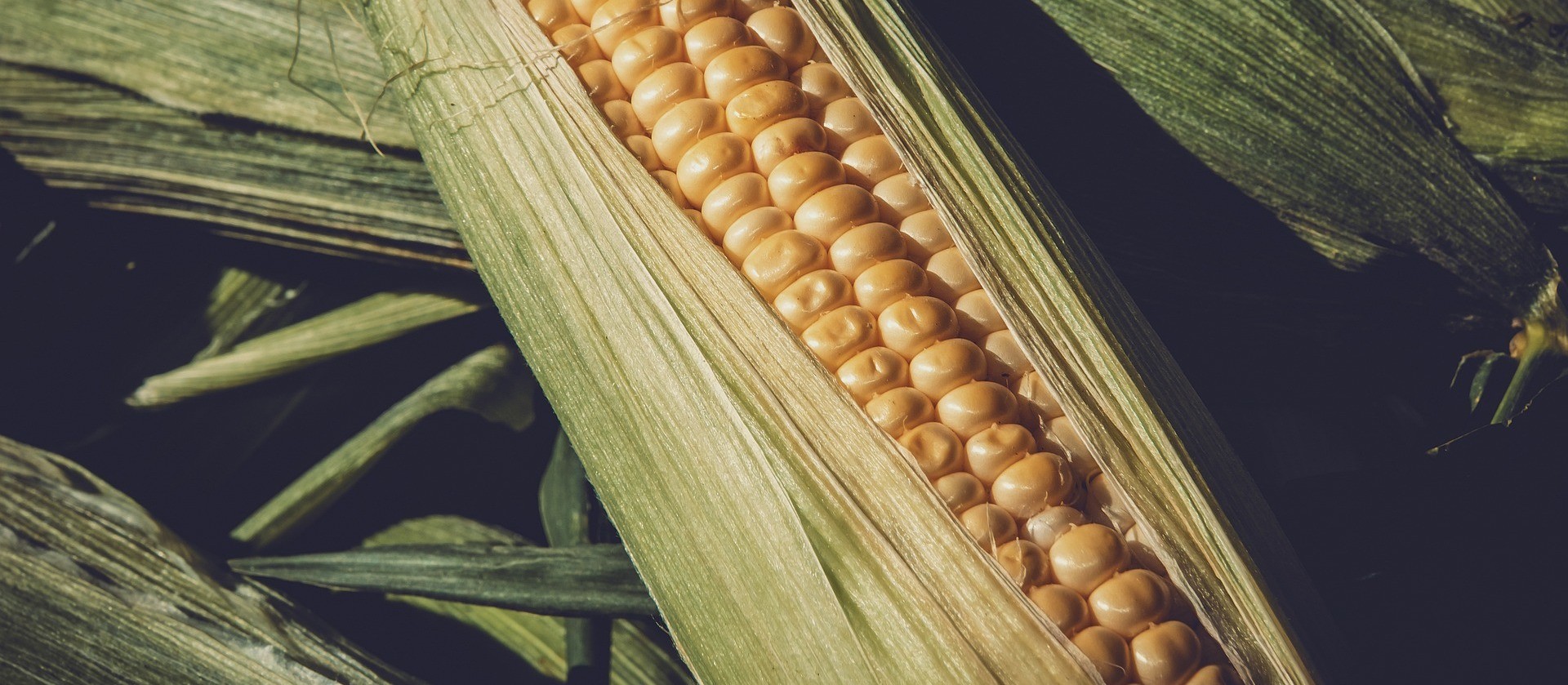 Milho é vendido a R$ 75,25 a saca de 60Kg