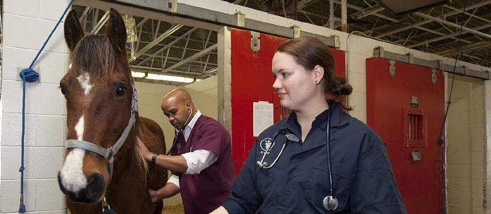 Governo do Paraná abrirá concurso para veterinários e técnicos agrícolas