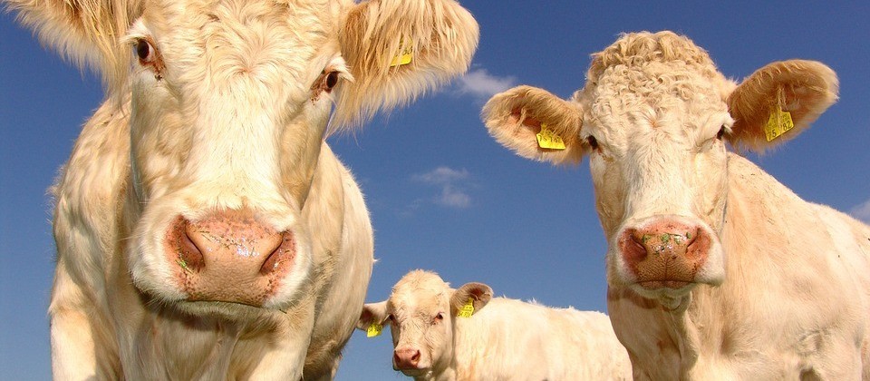 Trânsito de animais tem novas regras no Paraná