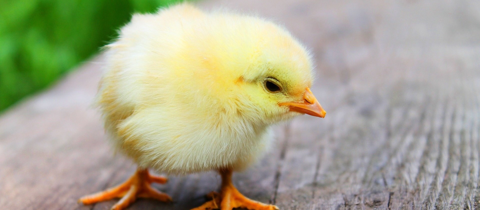 Toledo é carro-chefe do sucesso da produção de carne de frango no Paraná