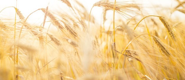 Geada afeta lavoura de trigo 