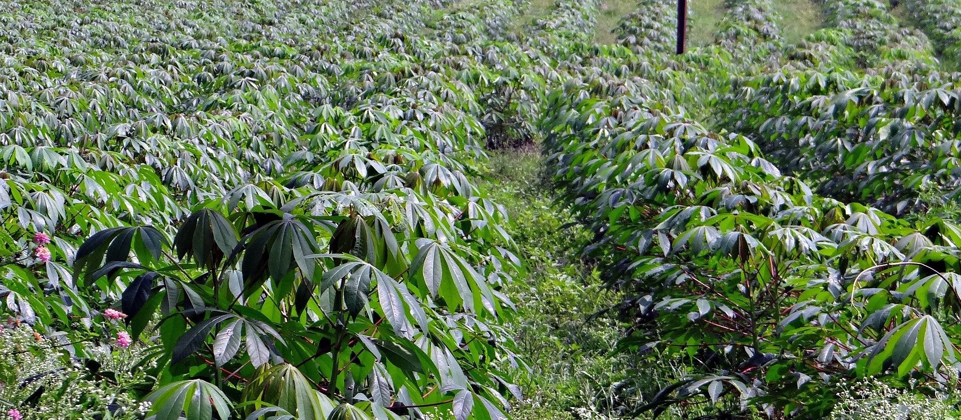 Produtores de raiz mandioca reclamam do alto custo de produção 