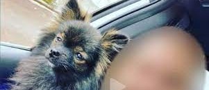 Médico é preso depois de agredir o próprio cachorro até a morte