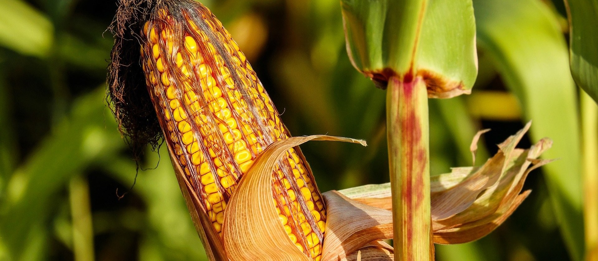 Por causa de chuvas,  Paraná colheu apenas 11% da safra de milho 