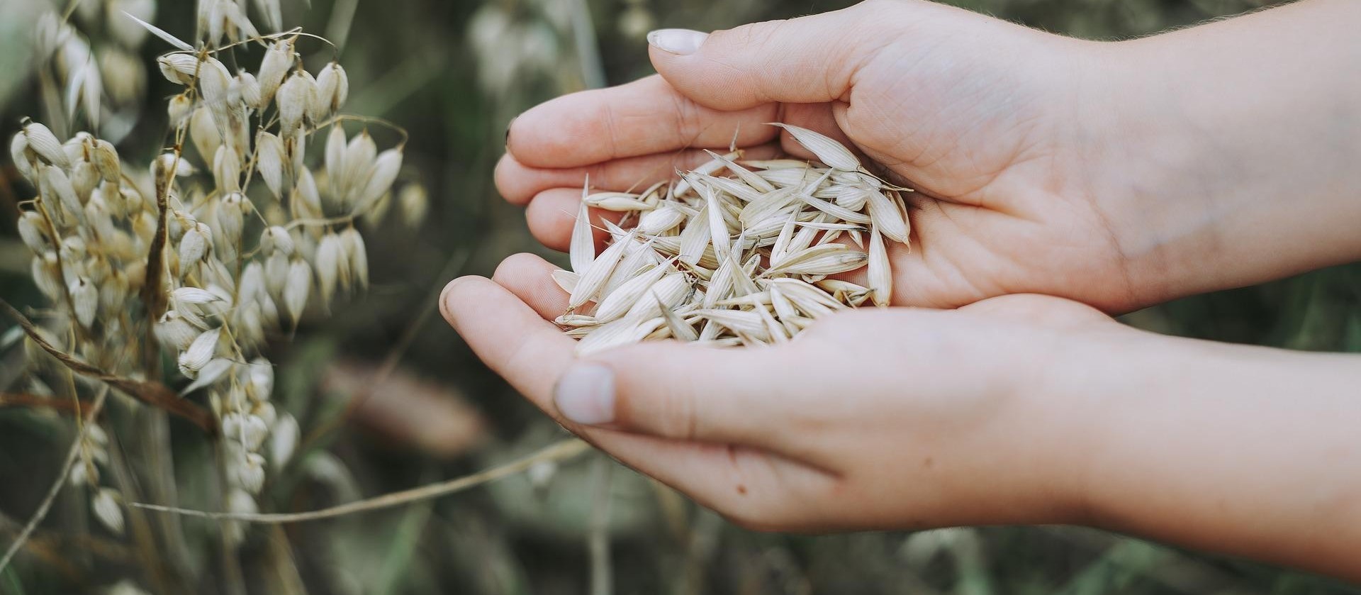 Cereais de inverno se destacam para alimentação animal 