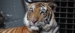 Zoo é reaberto nesta terça-feira (25)