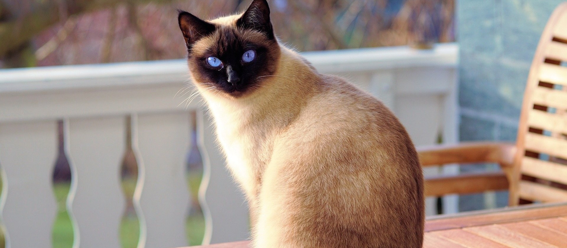 Dores em gatos: saiba como identificar