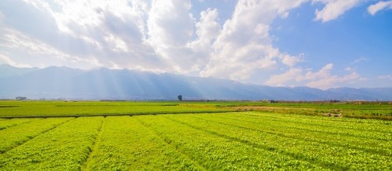 Agropecuária sofre com o mercado, mas mantém boa expectativas
