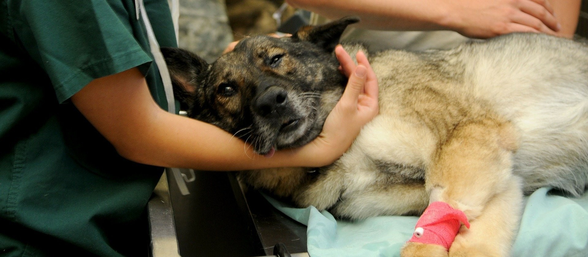 Prefeitura implantará o Samucão, serviço de atendimento para animais feridos