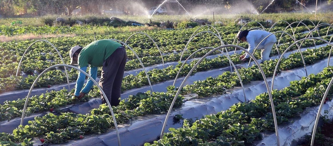 Sistema Faep oferece curso de seguro agrícola