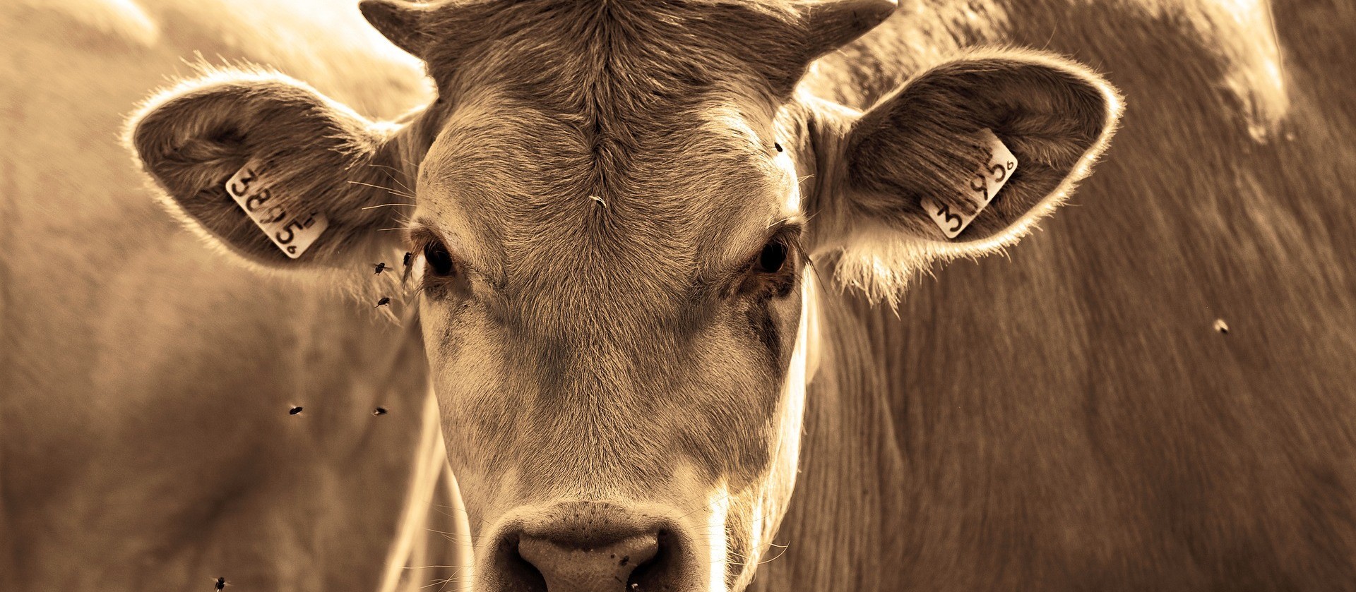 Cascavel registra caso de raiva bovina