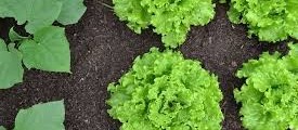 Haitianos vão cultivar horta no Município