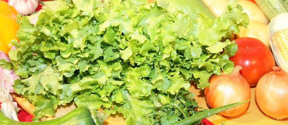Dez defensivos agrícolas biológicos e orgânicos têm registro publicado