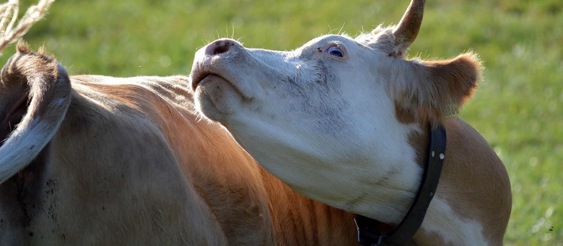 "O Brasil é caracterizado com o risco insignificante", diz veterinário 