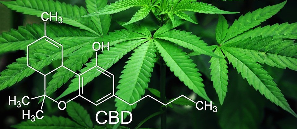Maconha poderá ter cultivo liberado em 2020