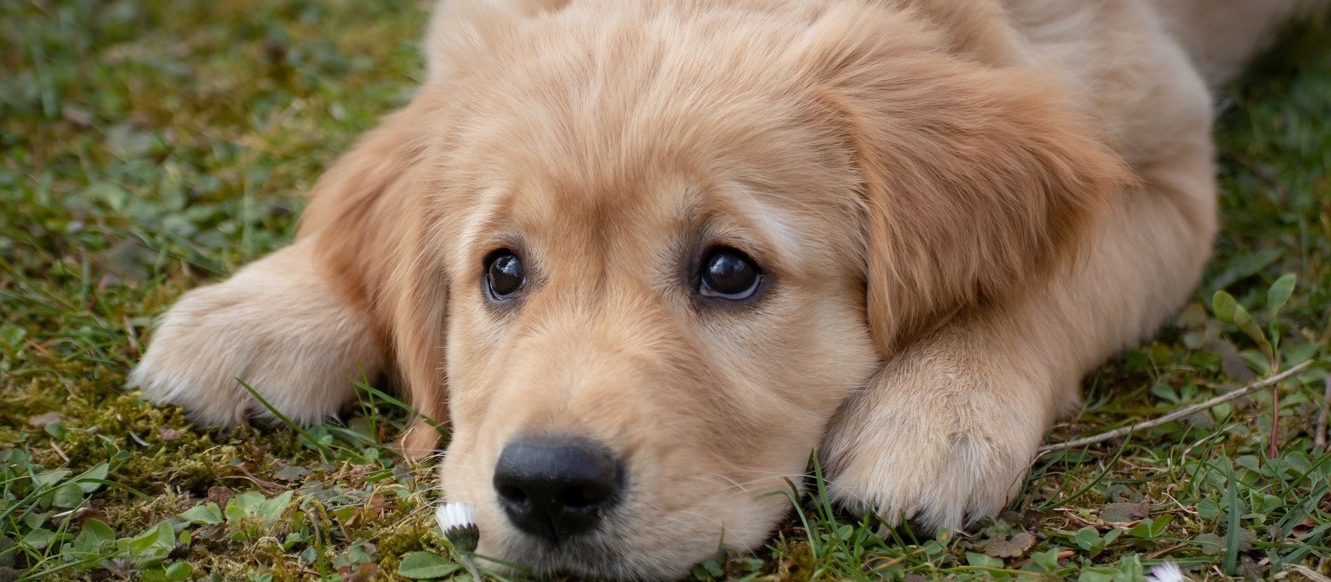 Cuidados com os animais precisam ser redobrados no fim de ano