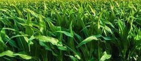 Empresa japonesa propõe jornada de inovação para o agricultor