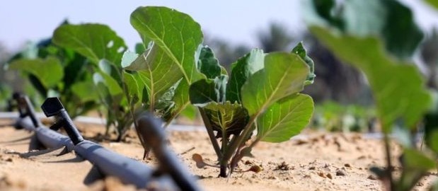 Agricultor ganha 'Nobel alternativo' por plantar árvores em deserto