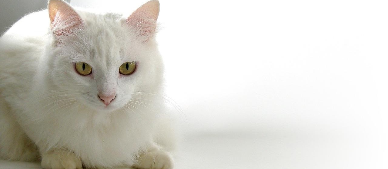 Projeto de Lei que institui o selo "Amigo dos Animais" é votado em Cascavel