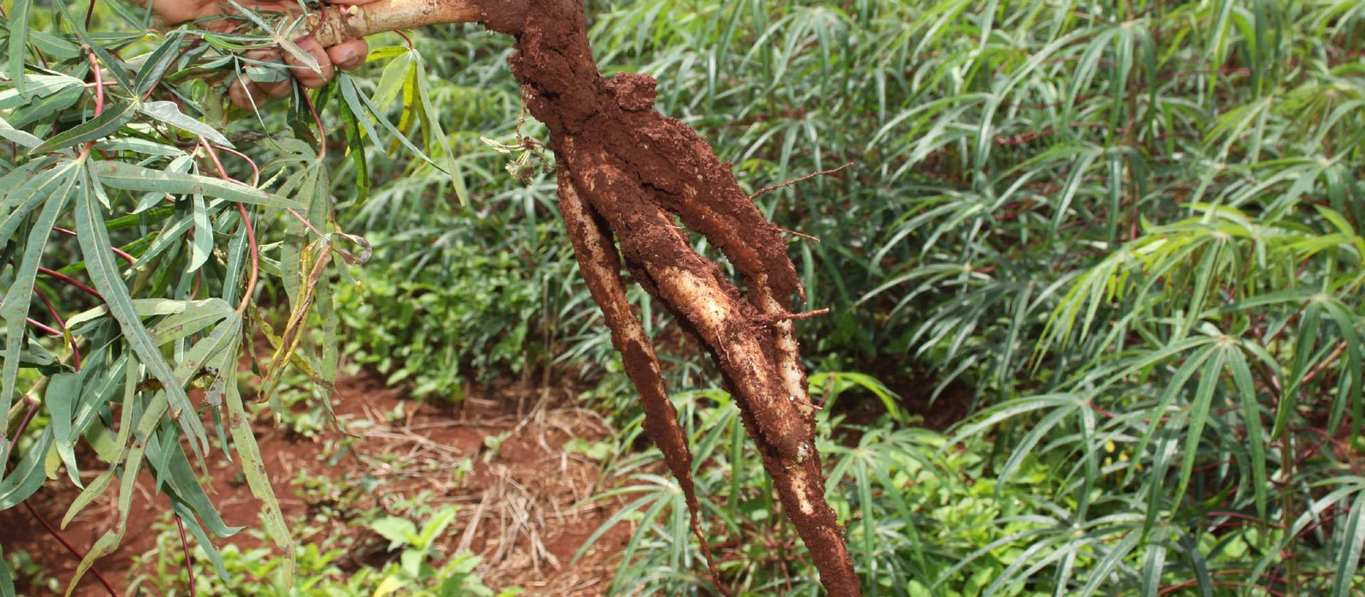 IAPAR  lança nova cultivar de raiz de mandioca 