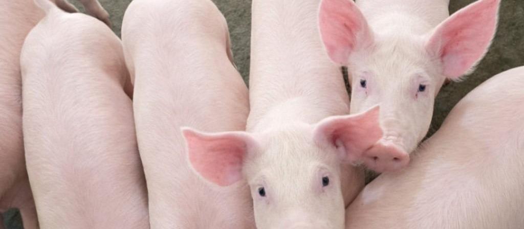 Espaço da suinocultura no Show Rural terá degustações, robô, palestras e demonstração de equipamentos