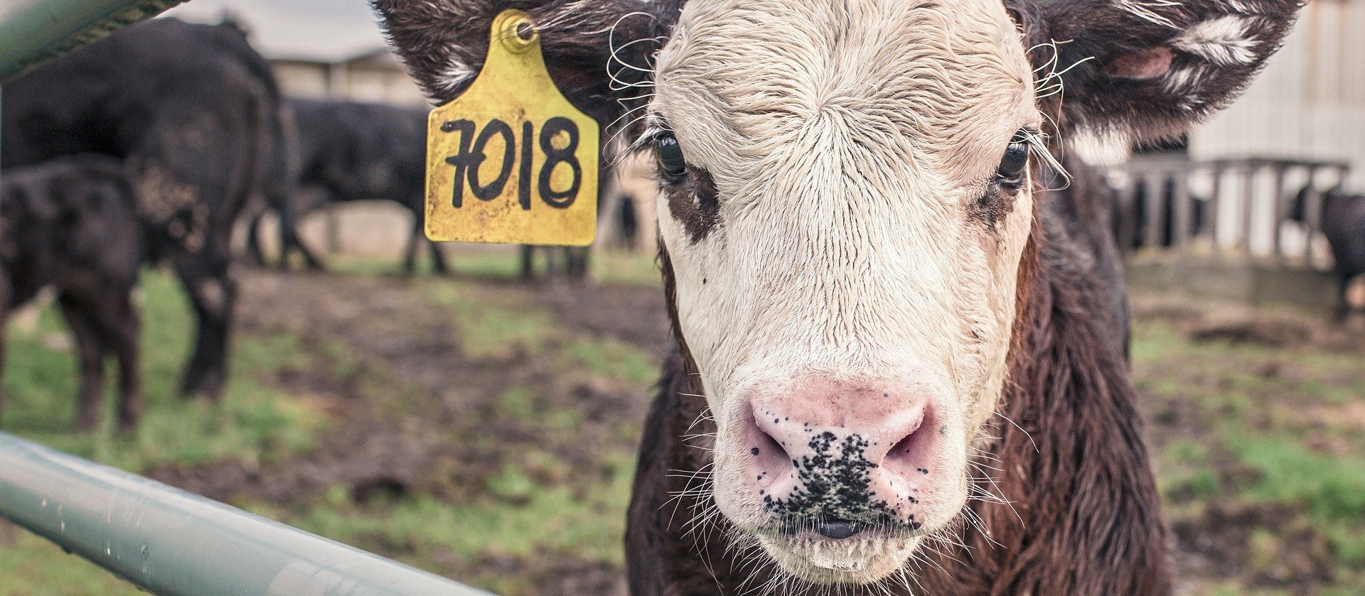 Preços dos produtos agropecuários devem desacelerar