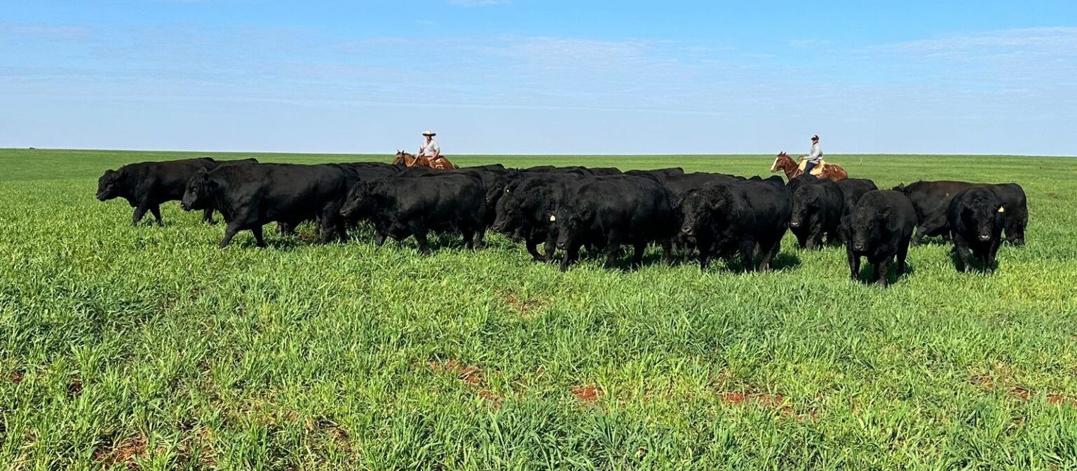 4º Show Rural de Inverno também terá conteúdos à pecuária de corte