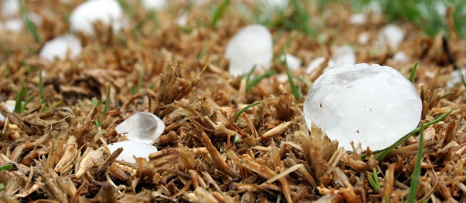Chuva de granizo causa prejuízos nas lavouras e no setor leiteiro da região Oeste 