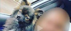 Clínica emite nota sobre caso de médico suspeito de maus tratos a cachorro
