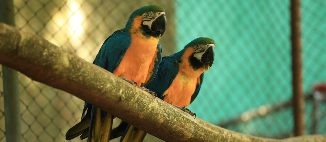 Zoológico de Cascavel bate recorde e deve chegar a marca de 40 mil visitantes no mês de julho