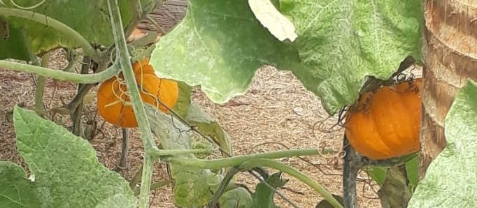 Mini abóboras se desenvolvem em pequenos terrenos