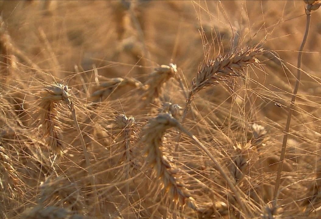 Seca prejudica trigo e pastagem na lavoura