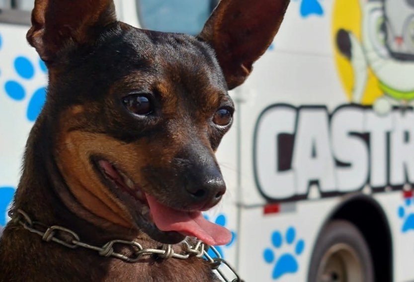 Prefeitura credencia clínicas para serviços veterinários