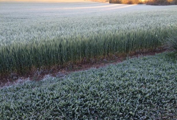 150 mil ton de trigo deixarão de ser colhidas por conta da geada