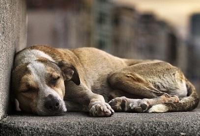 Maus-tratos a animais: denunciar a quem?