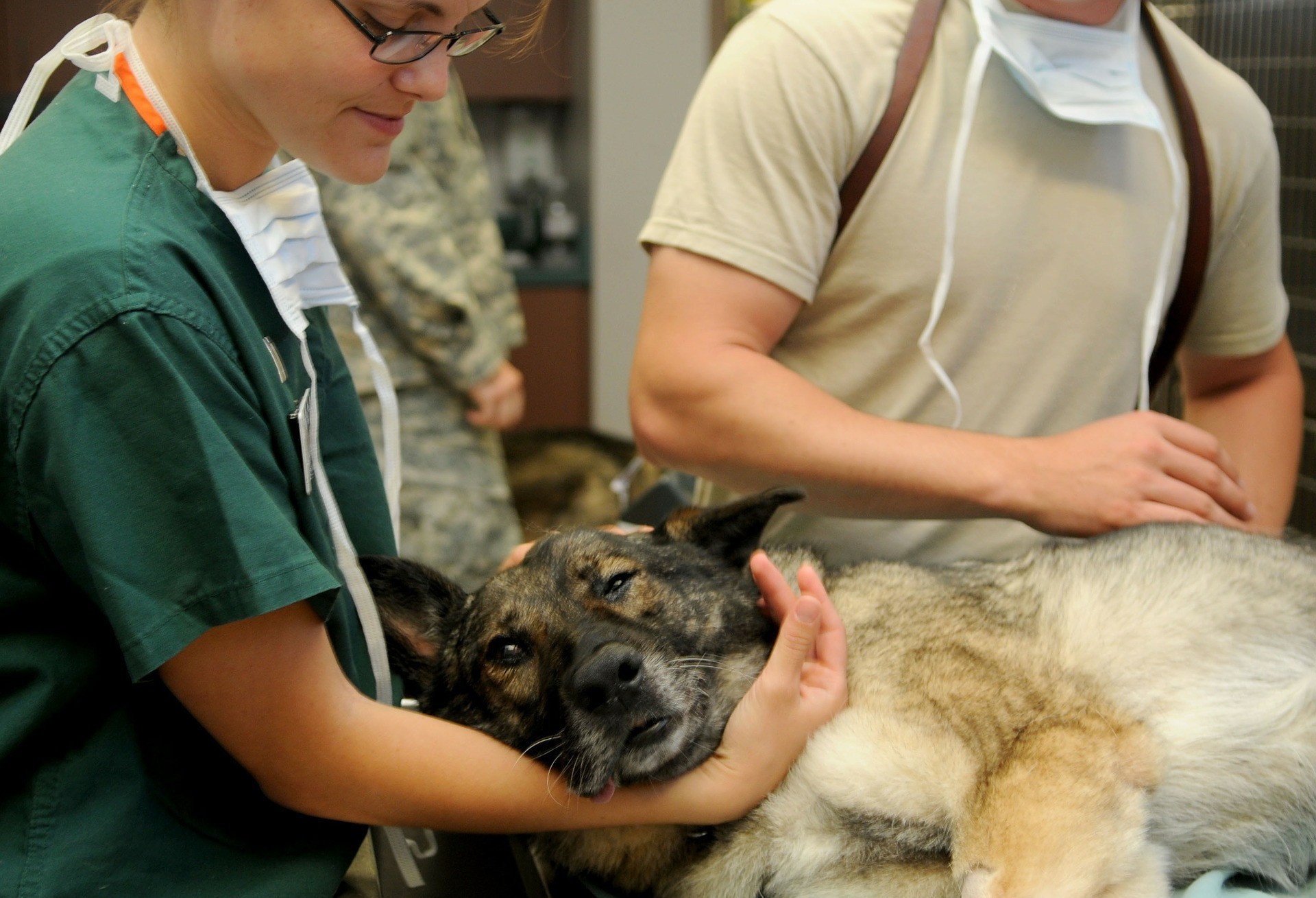 Qual é o futuro da medicina veterinária?