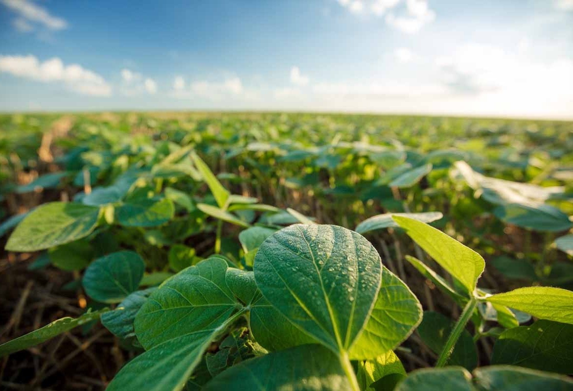 Cascavel sedia durante três dias Fórum Estadual sobre Sementes