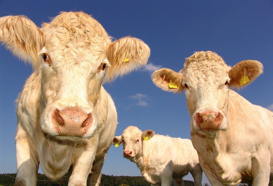 Trânsito de animais tem novas regras no Paraná
