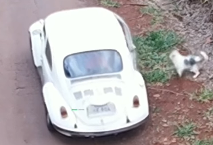 Caso de cachorrinha abandonada chega à Delegacia de Proteção ao Meio Ambiente de Curitiba