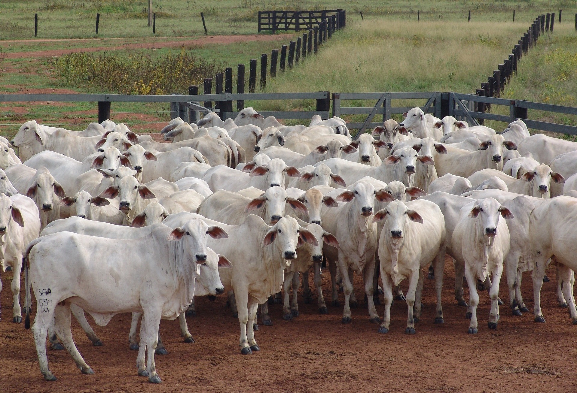 Secretaria de Saúde alerta para foco de raiva bovina em Cascavel