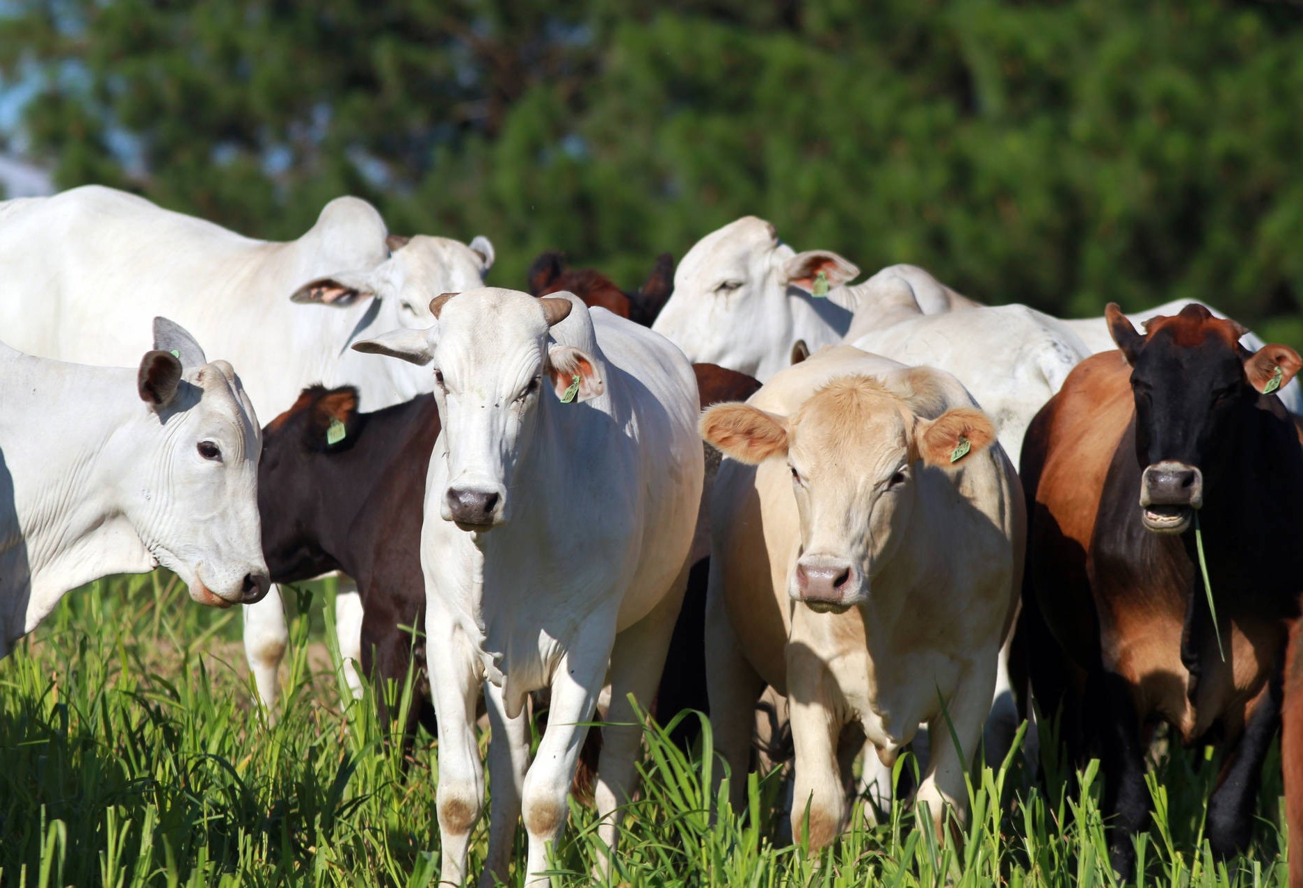 União de forças permitirá ao Paraná vencer no mercado de proteína de origem animal