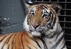 Zoo é reaberto nesta terça-feira (25)
